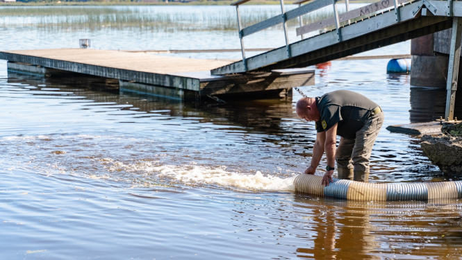 Juglas ezerā ielaiž zandarta mazuļus