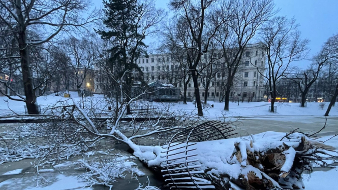 Kanālmalā nolauzts koks