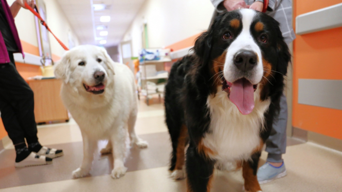 Kanisterpaijas suņi