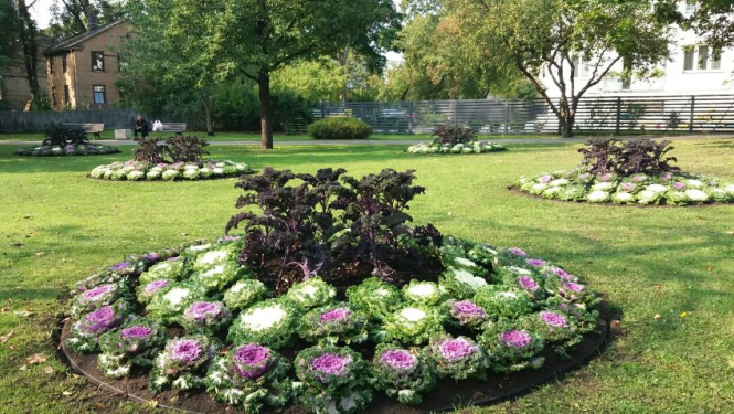 Pārdaugavas puķu dobēs dižojas kāposti