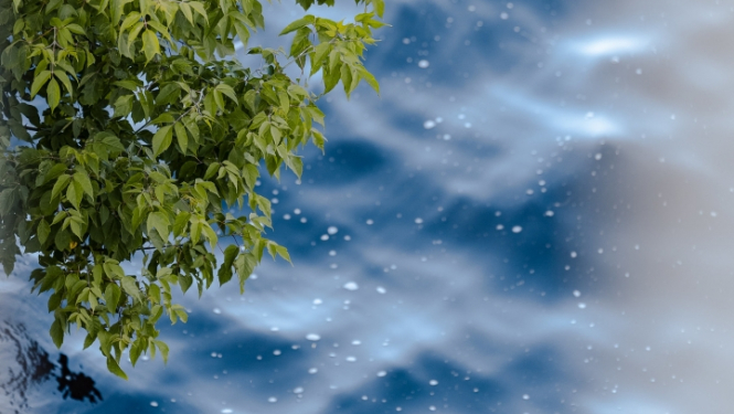 Koka zari virs ūdens