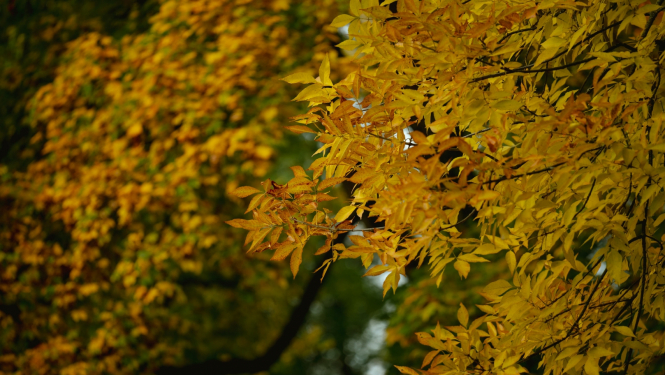Koks ar dzeltenām lapām