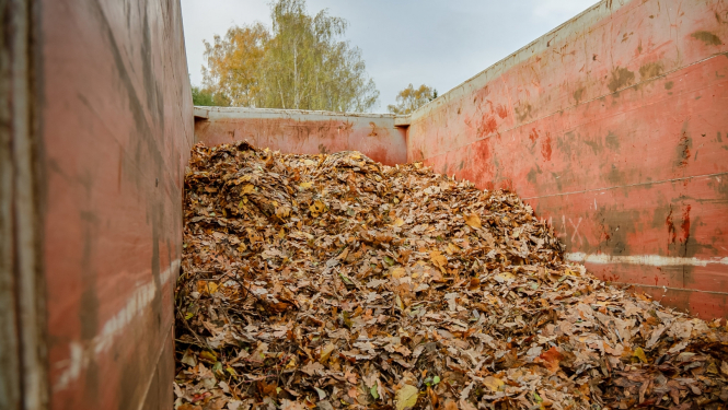 Koku lapas konteinerā