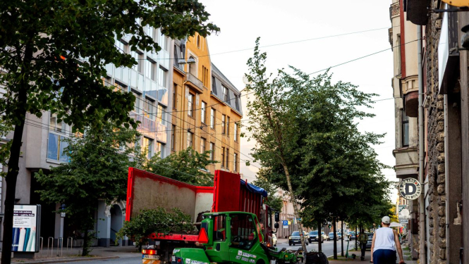 Koku stādīšana Rīgas centrā