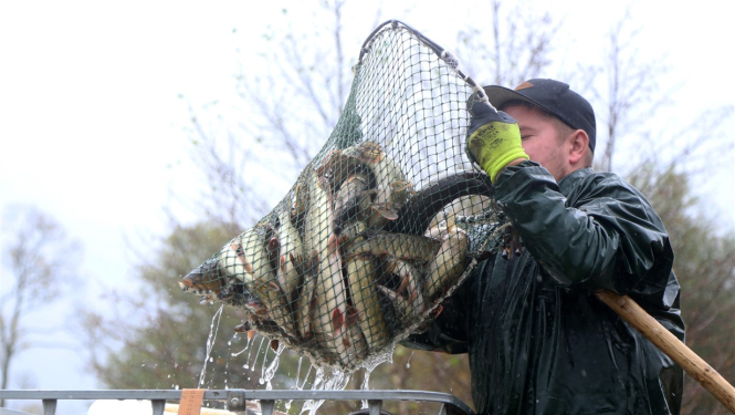 Juglas ezerā ielaiž ap 4000 līdaku mazuļu