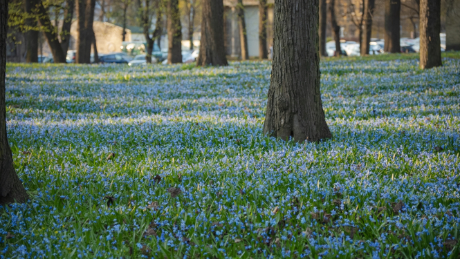 Lielie kapi koki un zied  zielziedītes