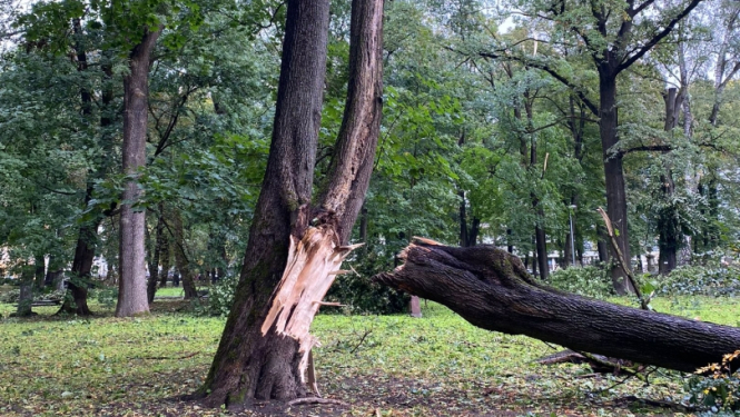 Lauzts koks Lielajos kapos