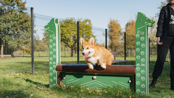 Sunis lec pāri šķerslim