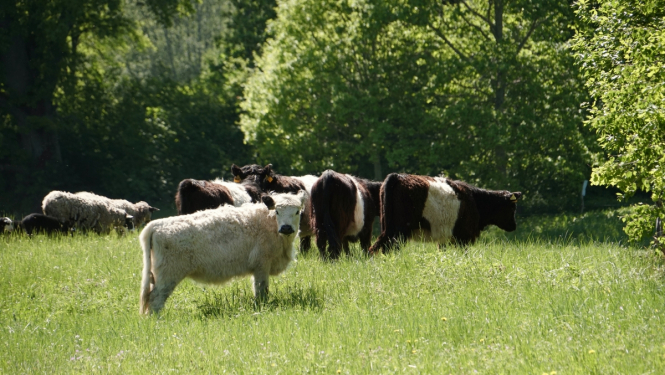 Mobīlais ganāmpulks