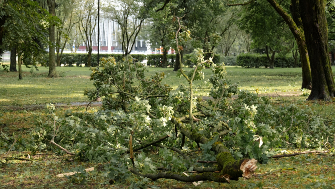 Parkā nolauzts koka zars