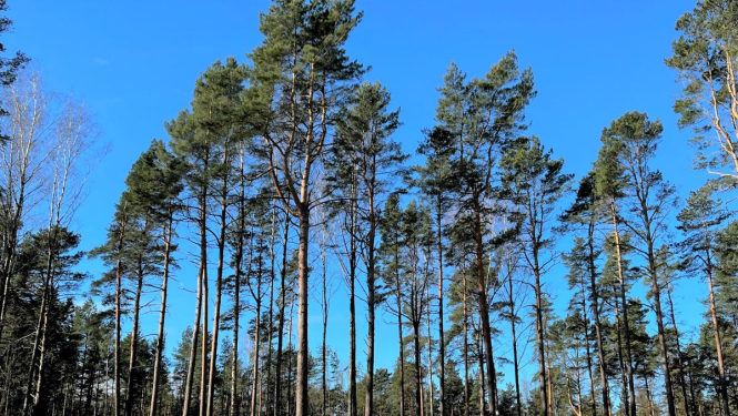 Nozāģētas bīstamās papeles Mežaparkā