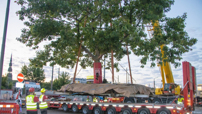 Pārstāda sarkano ozolu