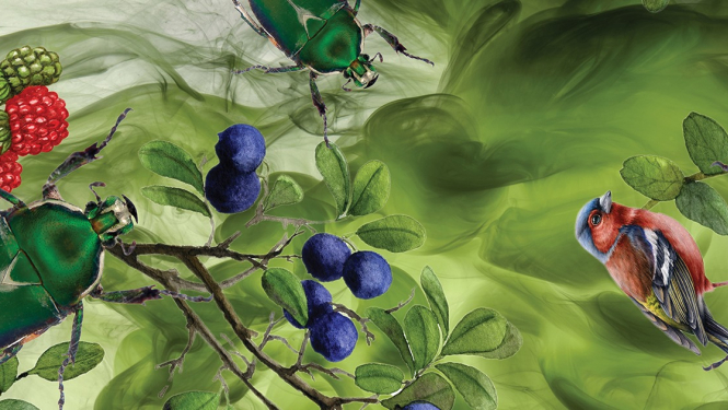 Zaļas vaboles un sarkankrūtītis