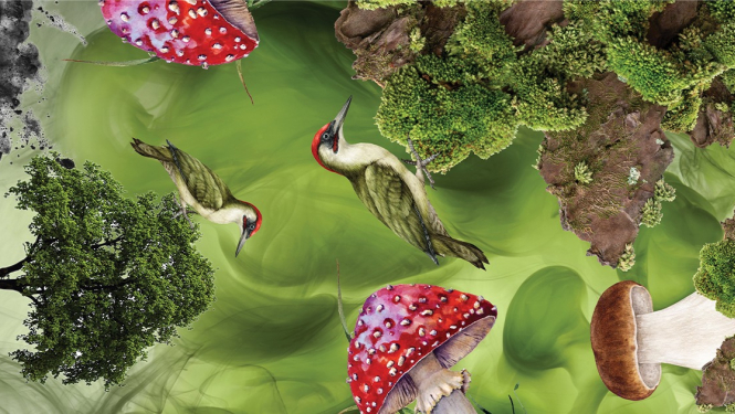 Uzzīmētas sēnes, koki, dzeņi