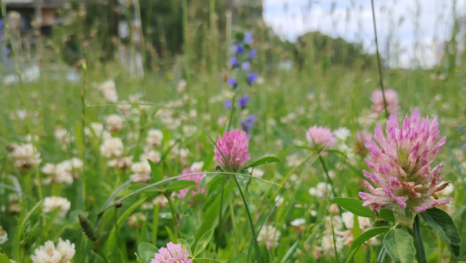 Pilsētas pļavas zied