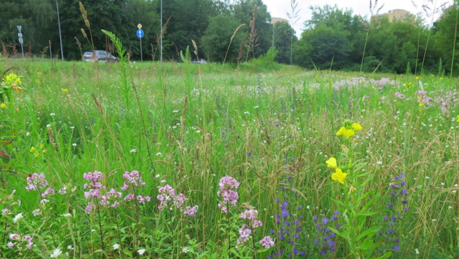 Pilsētas pļava Ezermalas ielā