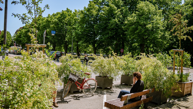 Ziedu stādi un soliņš