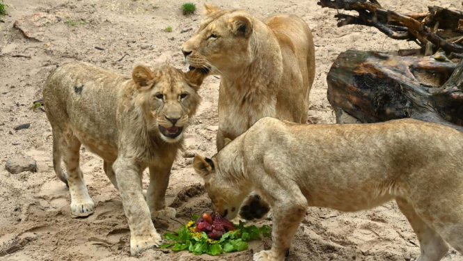 Rīga zoo lauvēnu jubileja