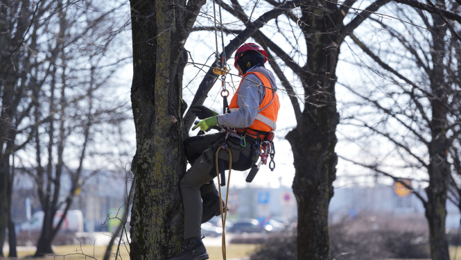 Sakopj koku zaru vainagu