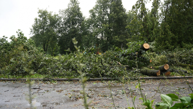 Kaudze ar sazāģētiem zariem un kokiem