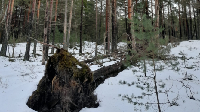 Nogāzusies priede ar visām saknēm