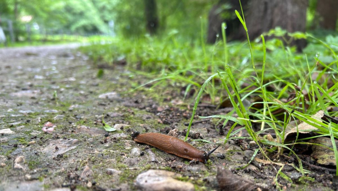 Spānijas kailgliemezis