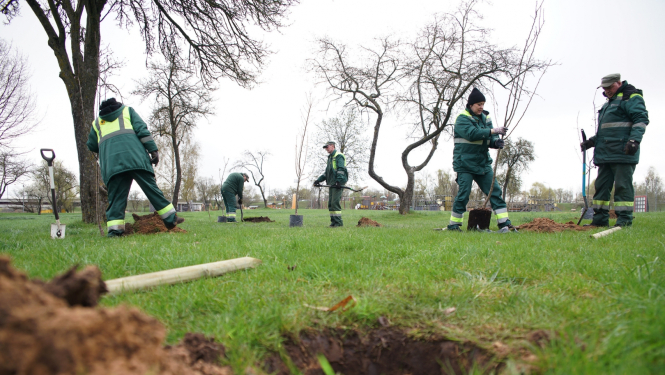 Stāda ābeles Lucavsalā