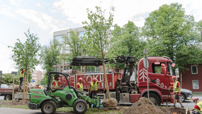 Stāda koku Brīvības gatvē