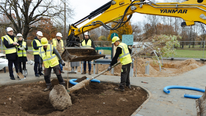 Stāda lielu  koku Uzvaras parkā