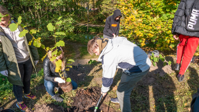 Rok bedri koka stādīšanai