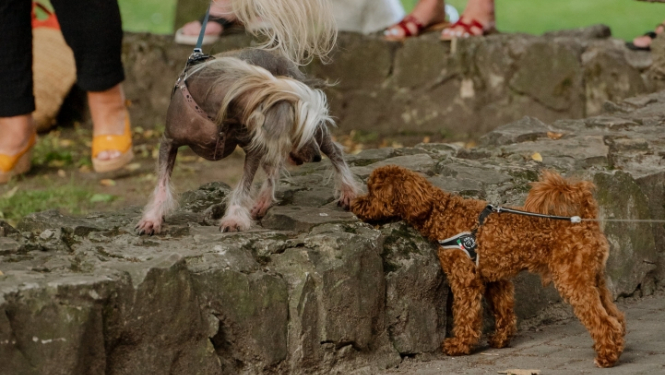Divi suņi pastaigājas