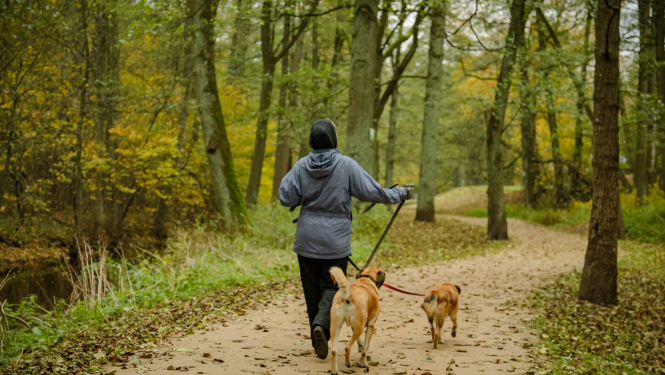 cilveks pastaigājas ar suņiem