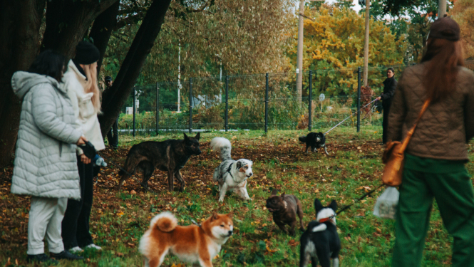 Suņu pastaigu laukums