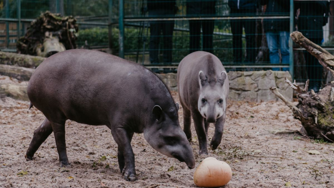 Tapīri Rīgas zoo