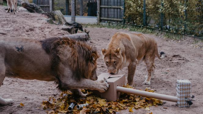 Āfrikas lauvas Teika un Varis