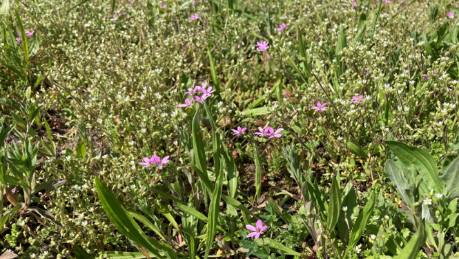 Velnarutka grābeklīte