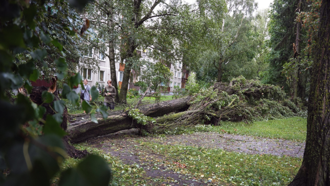 Vētra nolauzts koks