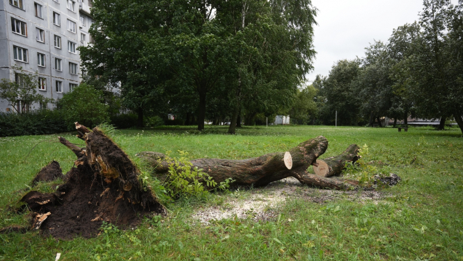 Vētrē nolauzts koks