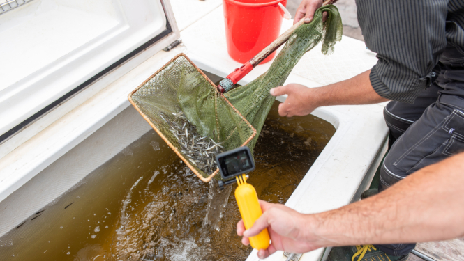 Zandarta mazuļu ielaišana