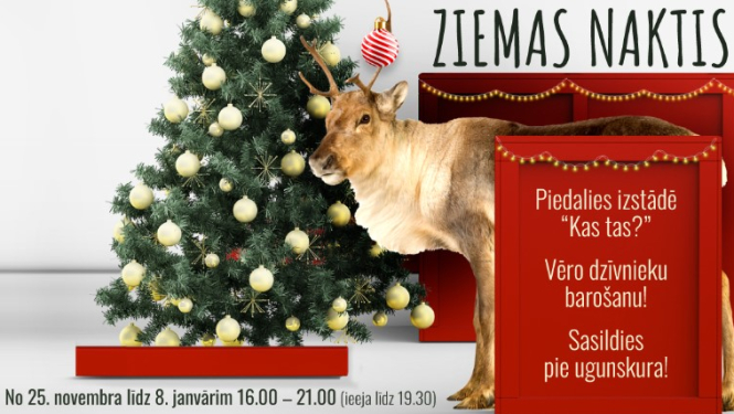 Ziemas naktis Zoo