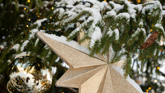 Izrotāts egles zars