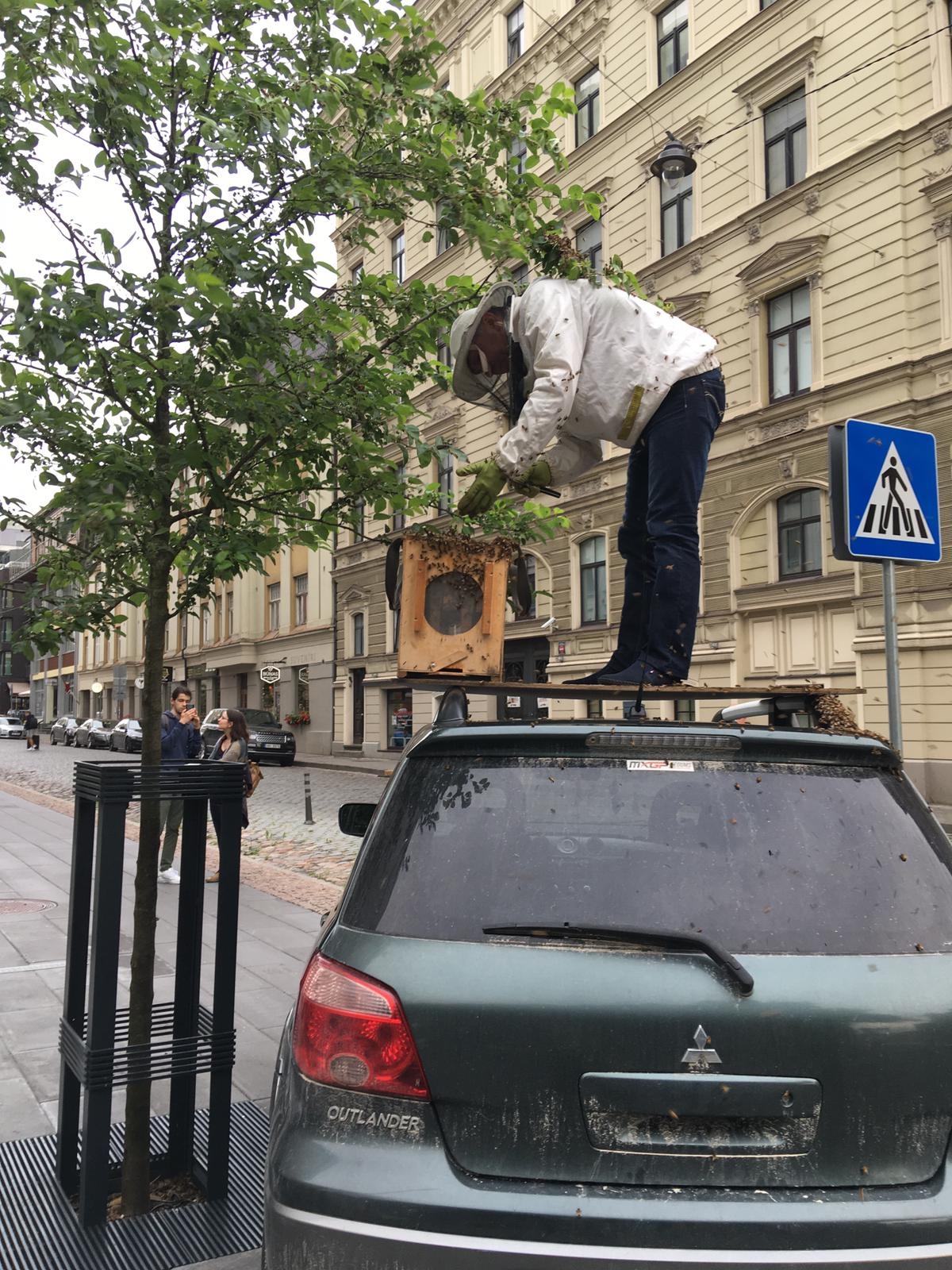 Biškopis noņem bišu spietu no koka Antonijas un Dzirnavu ielu krustojumā