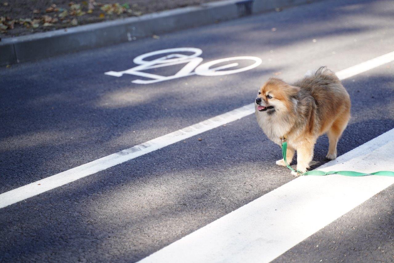 Suns uz ielas