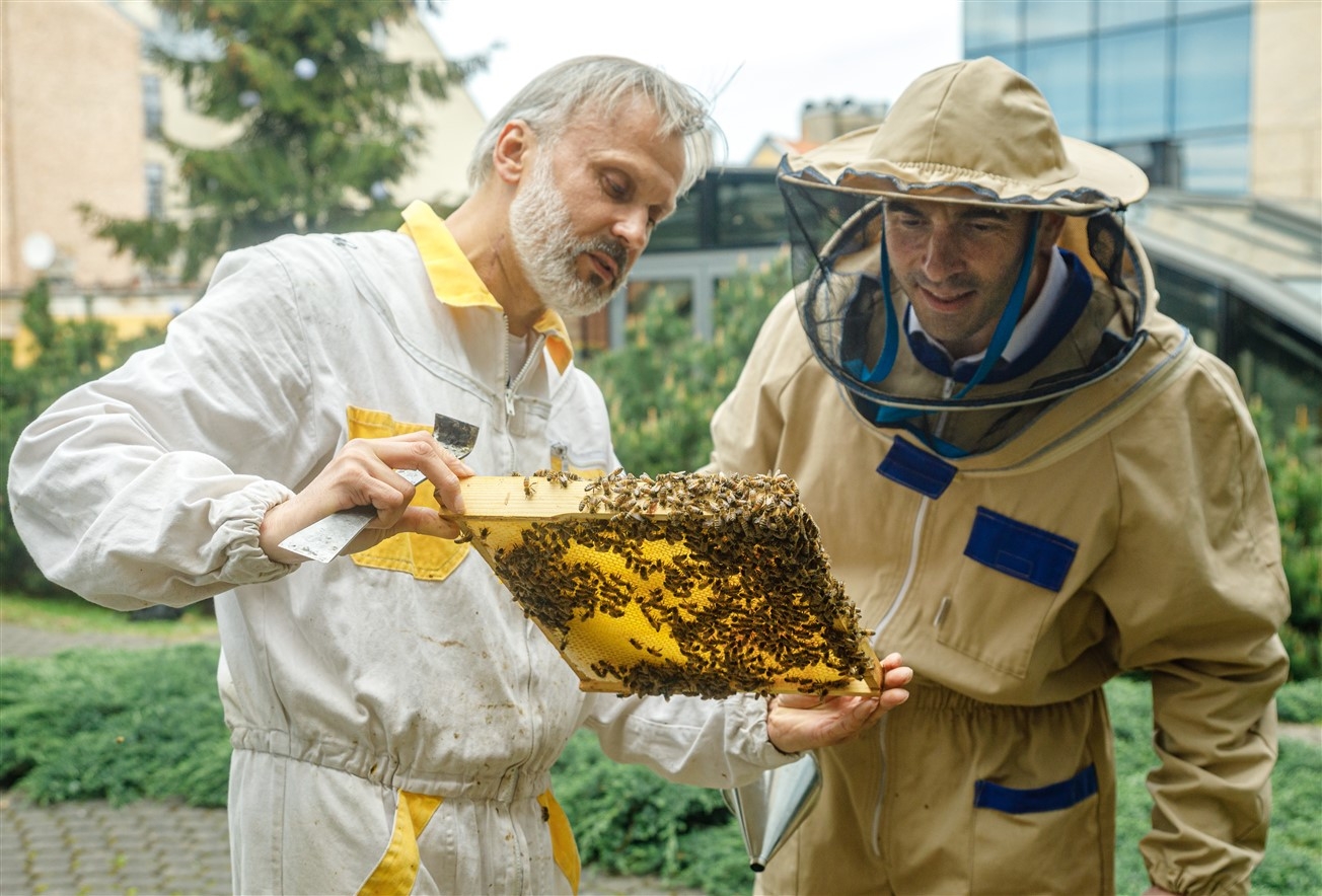 Rīgas domes priekšsēdētājs Mārtiņš Staķis kopā ar urbāno biškopi Uģi Mālnieku apkopj uz terases izvietotos trīs bišu stropus