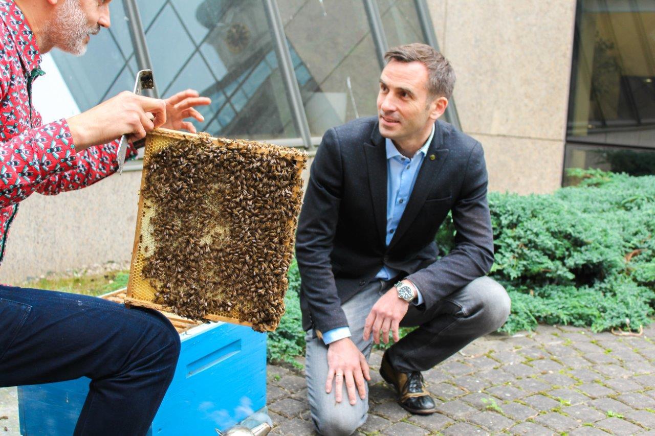 Urbānais biškopis Uģis Mālnieks iepazīstina Rīgas domes priekšsēdētāju Mārtiņu Staķi ar bišu stropu ieziemošanas procesu