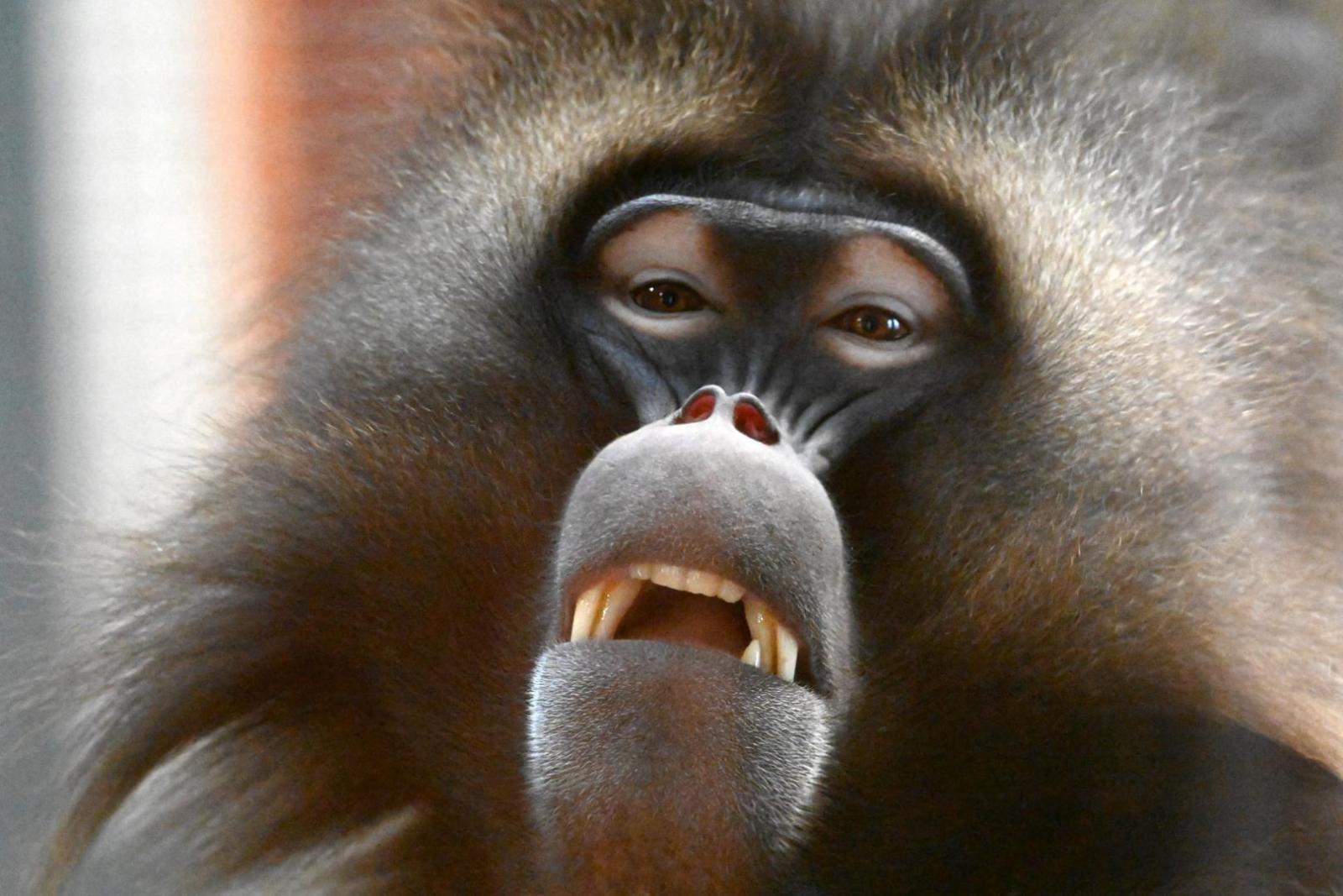 Gelada