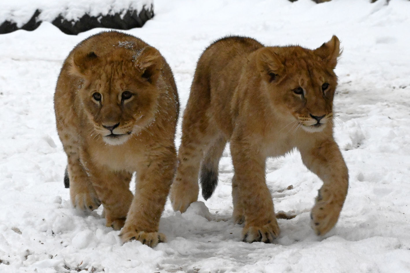 Lauvēni ziemā