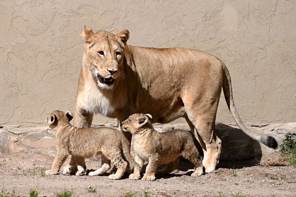Lauvēni Rīgas zoodārzā