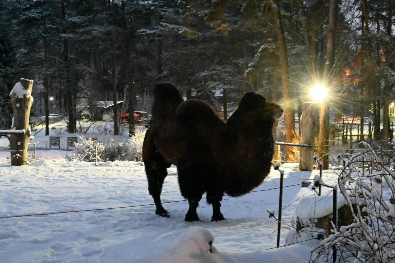 Rīgas zooloģiskais dārzs naktī