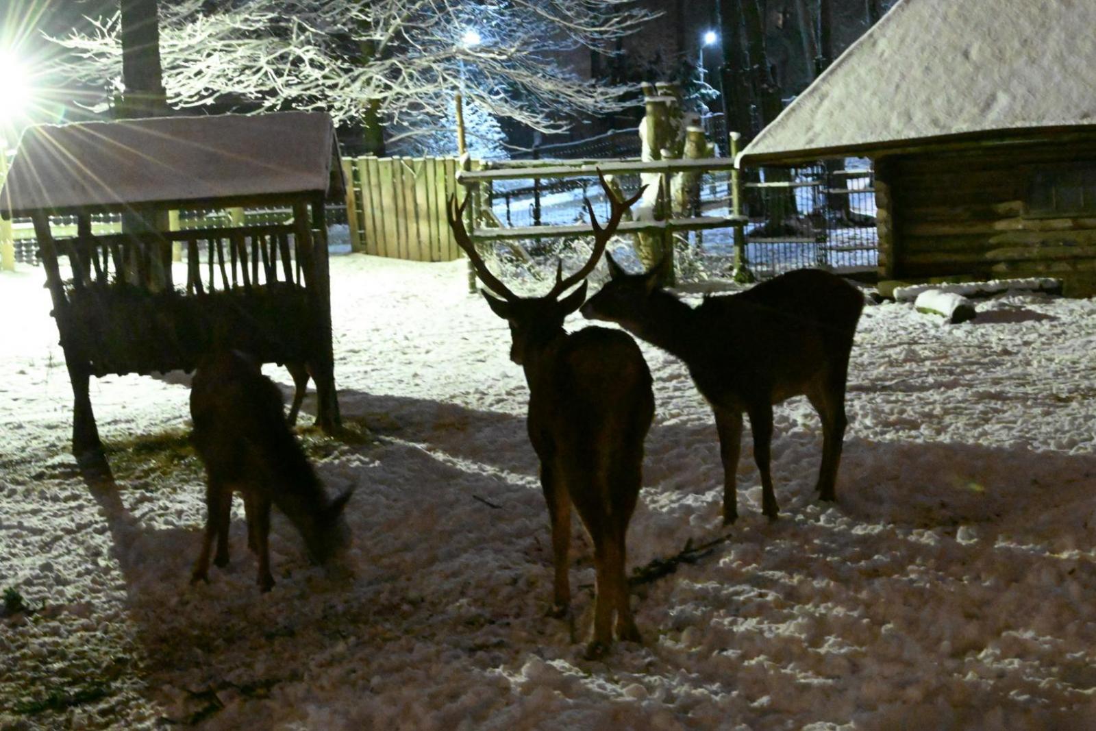 Rīgas zooloģiskais dārzs naktī